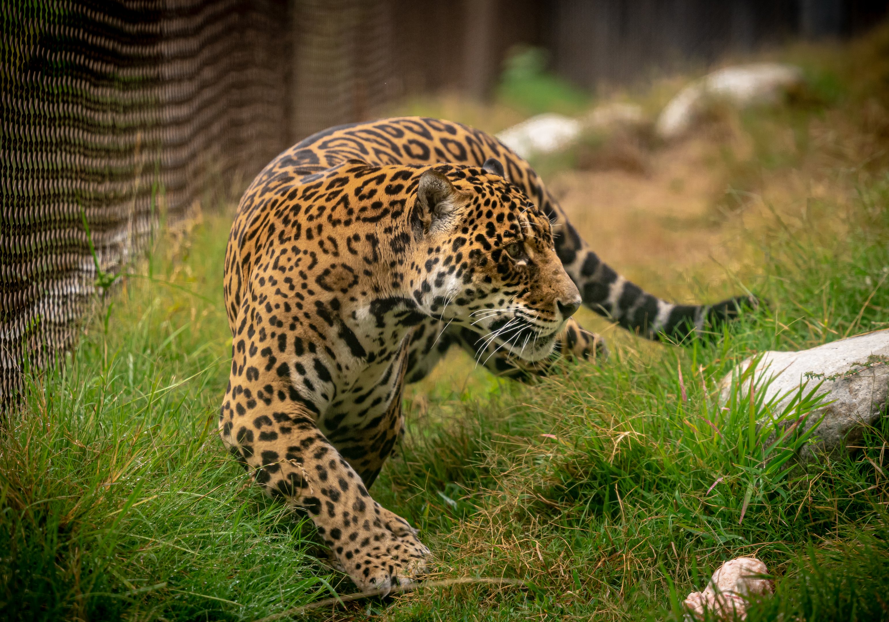 Kaloa the Jaguar