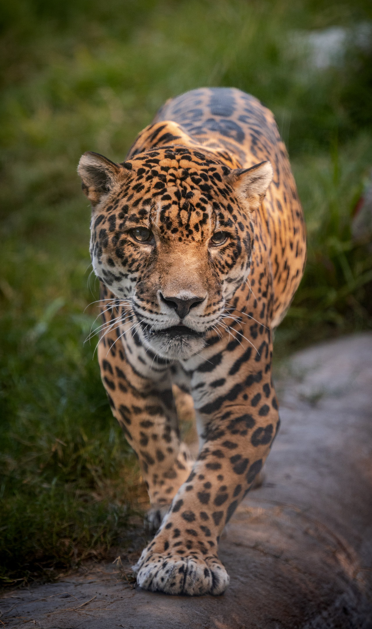 Kaloa the jaguar