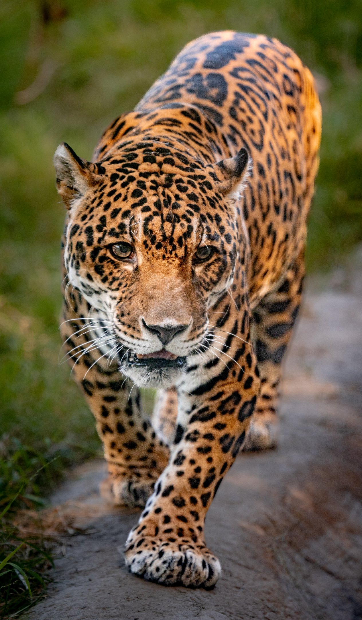 Kaloa the Jaguar
