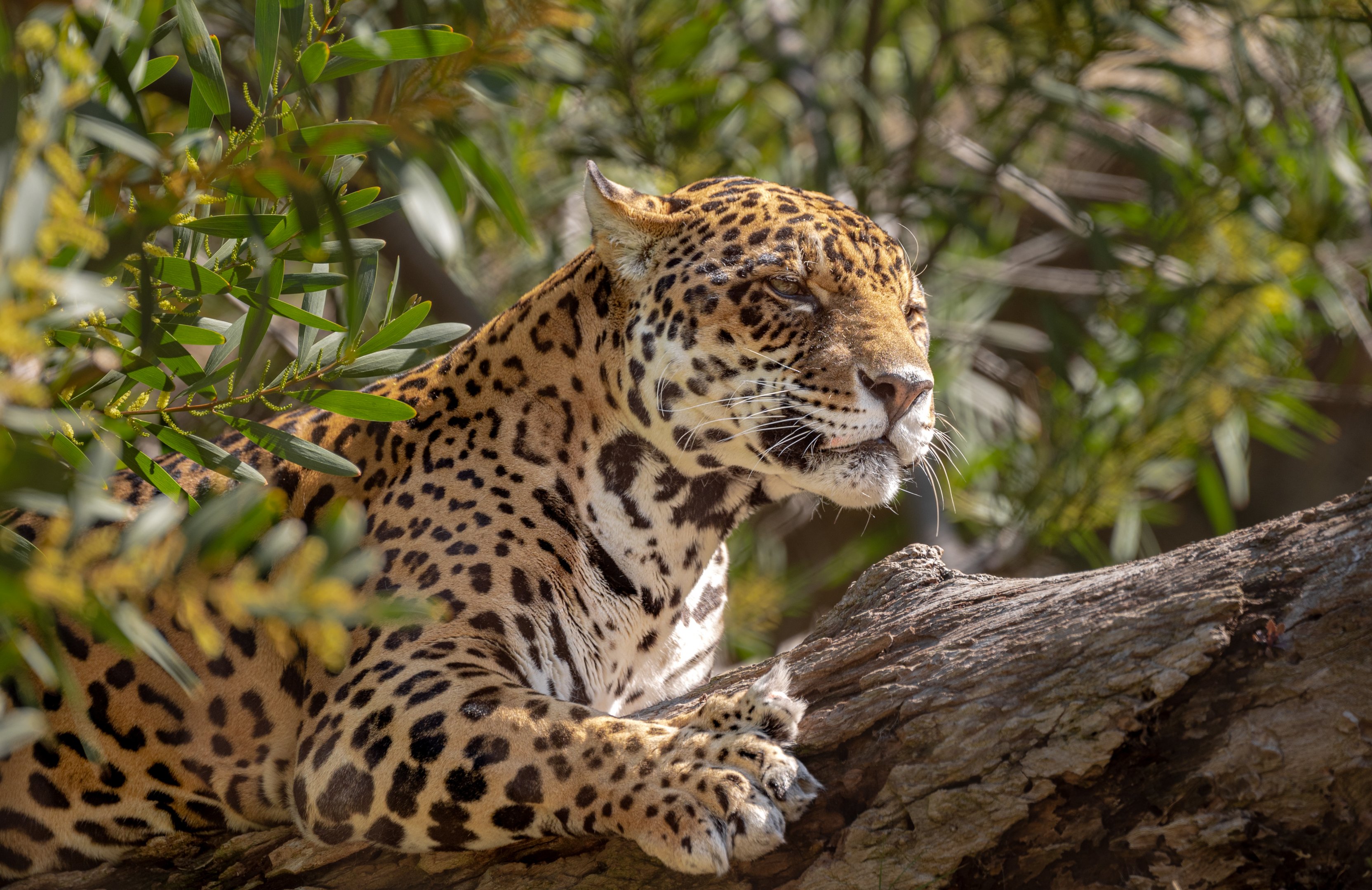 Kaloa the Jaguar
