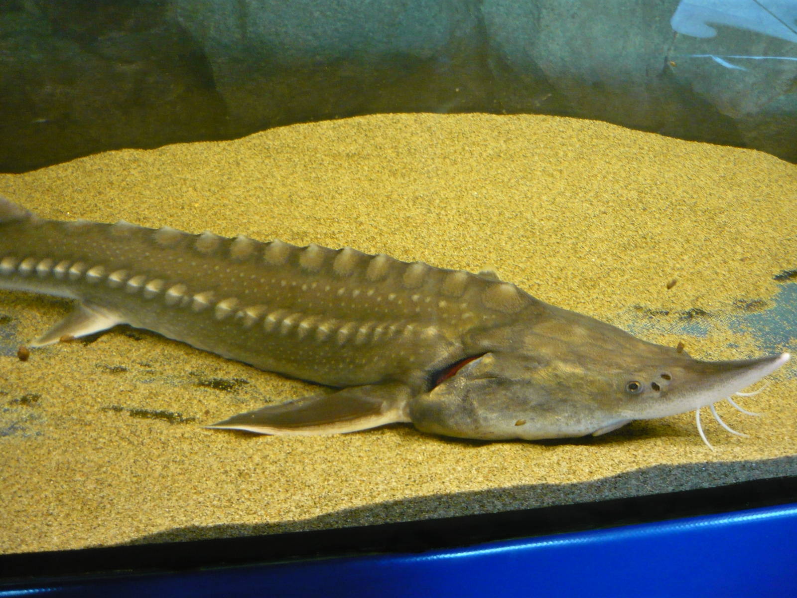 Kaluga (Huso dauricus)