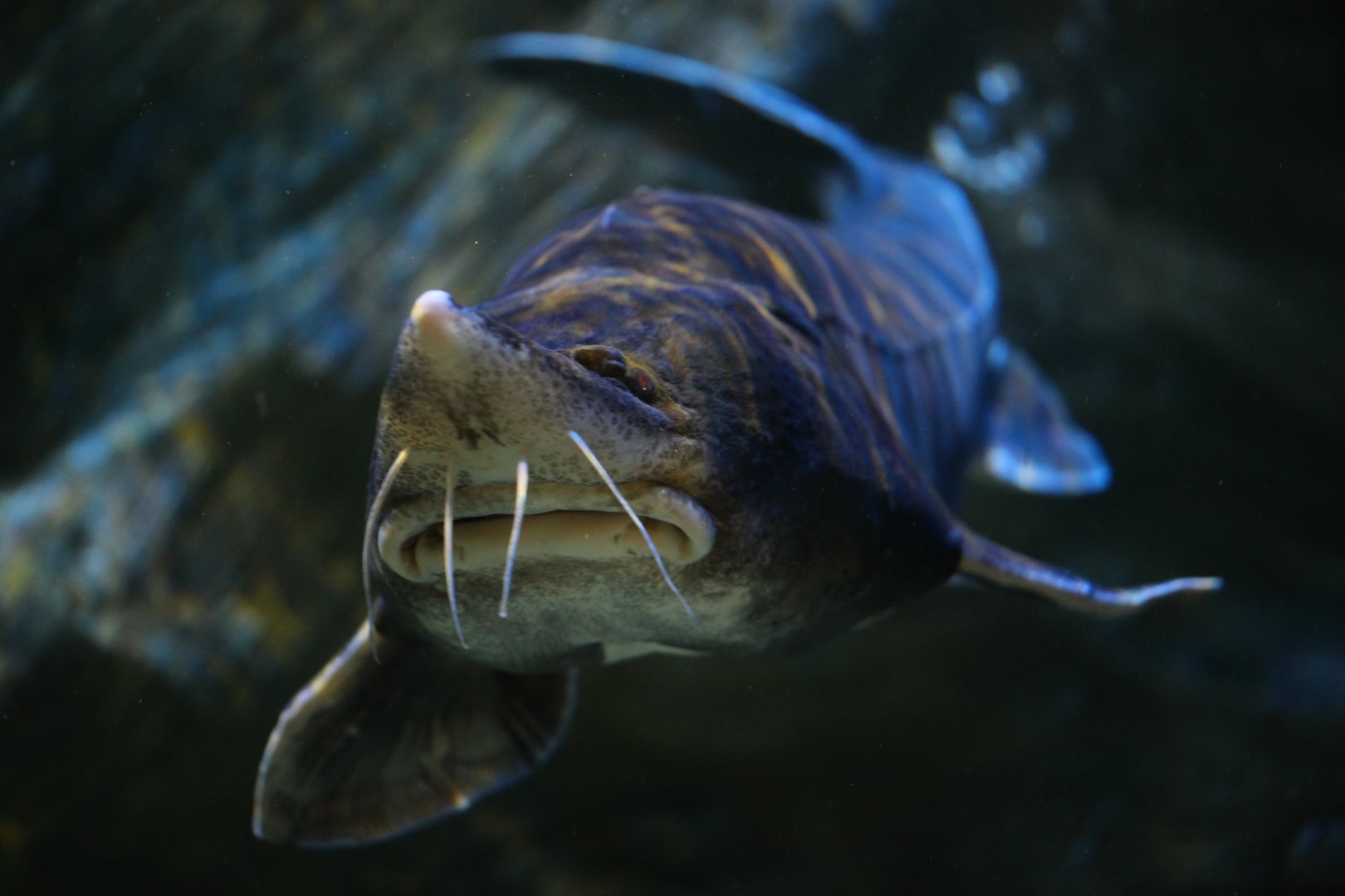 Kaluga (Huso dauricus)