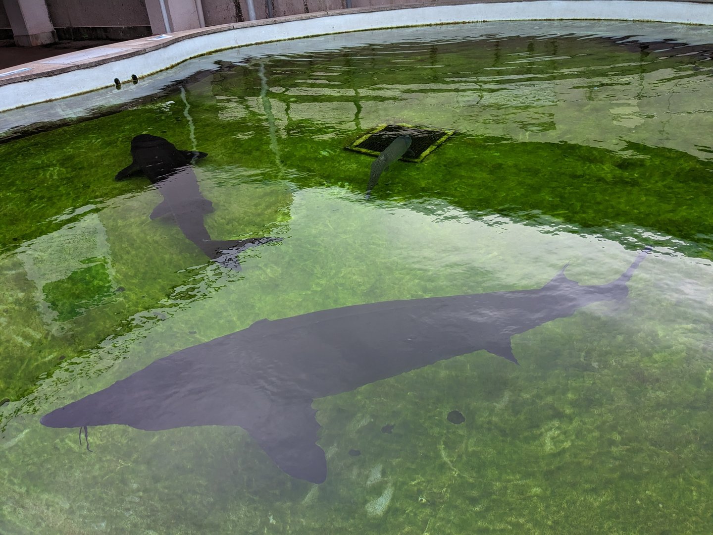 Kaluga (Huso dauricus)