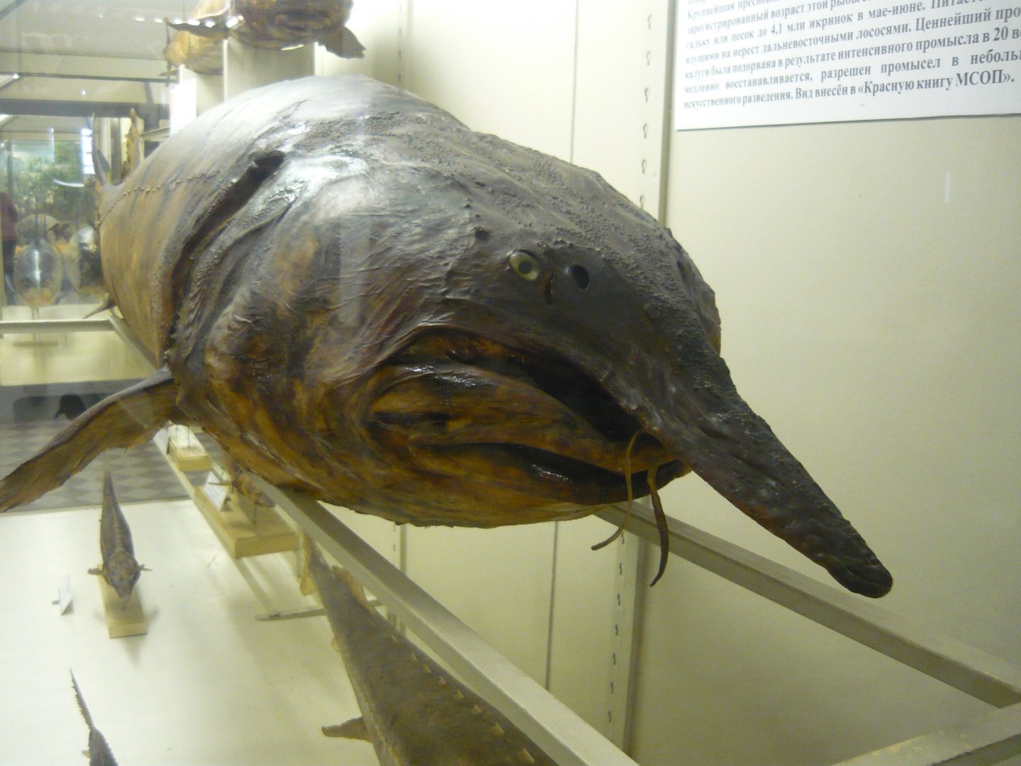 Kaluga sturgeon (derpy again!)