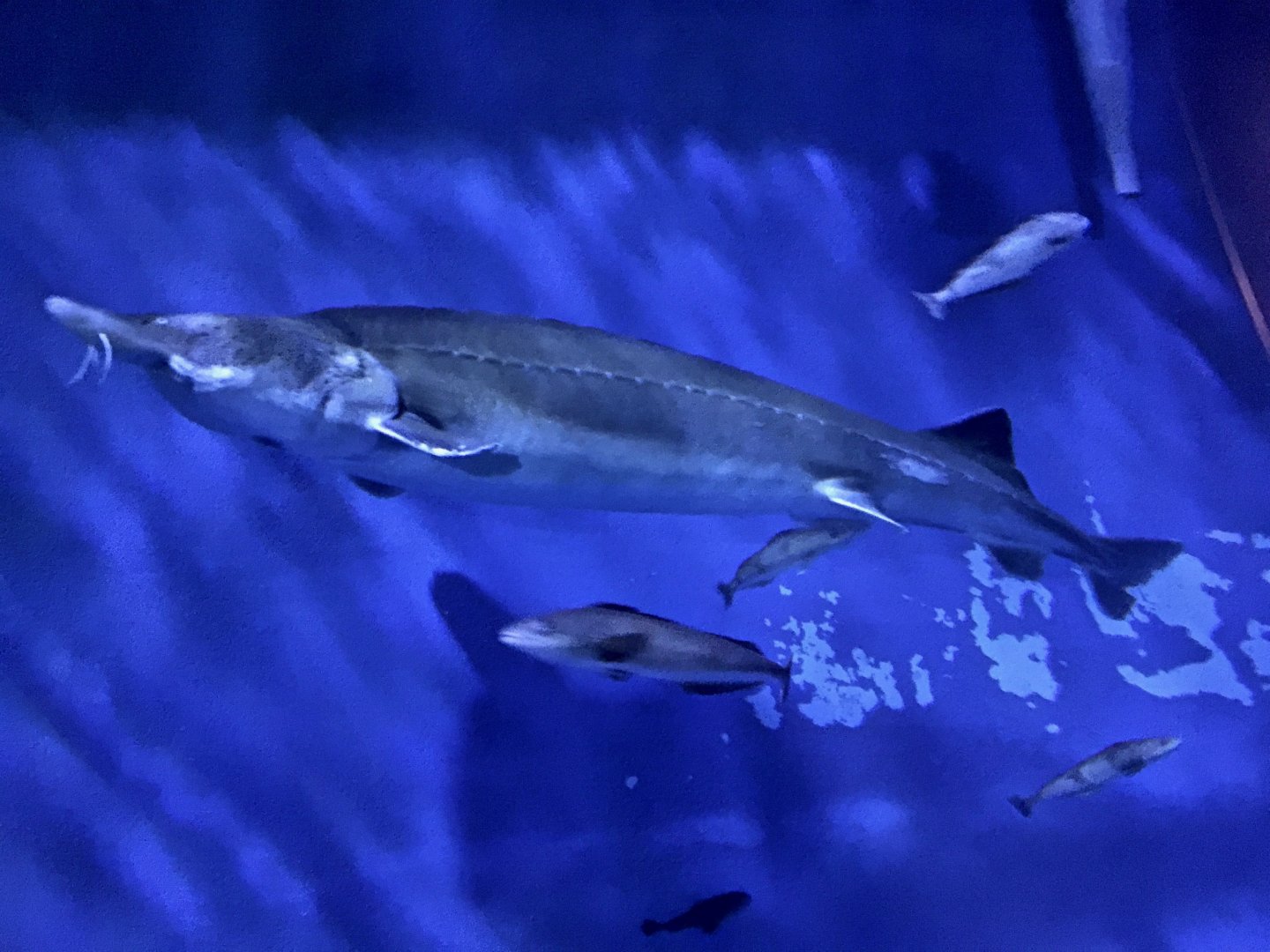 Kaluga Sturgeon (Huso daurica) - Noboribetsu Marine Park Nixe