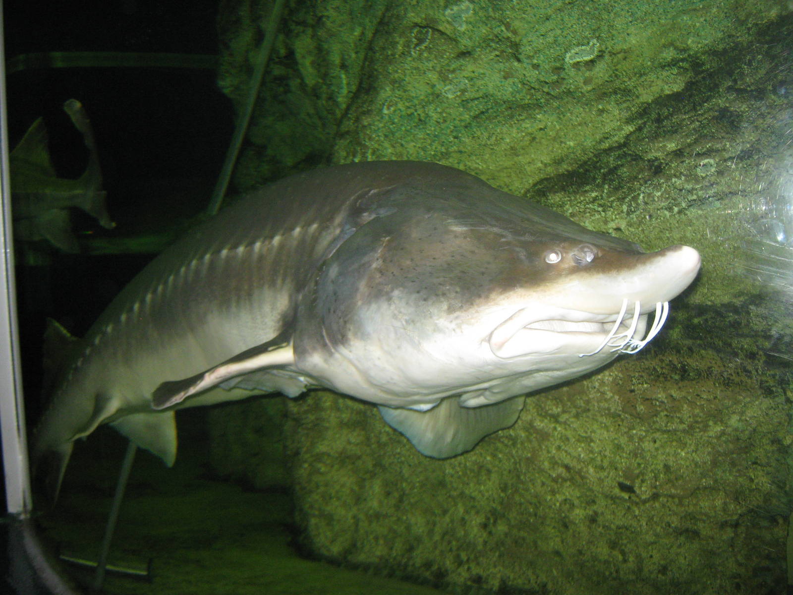 kaluga sturgeon (Huso dauricus)