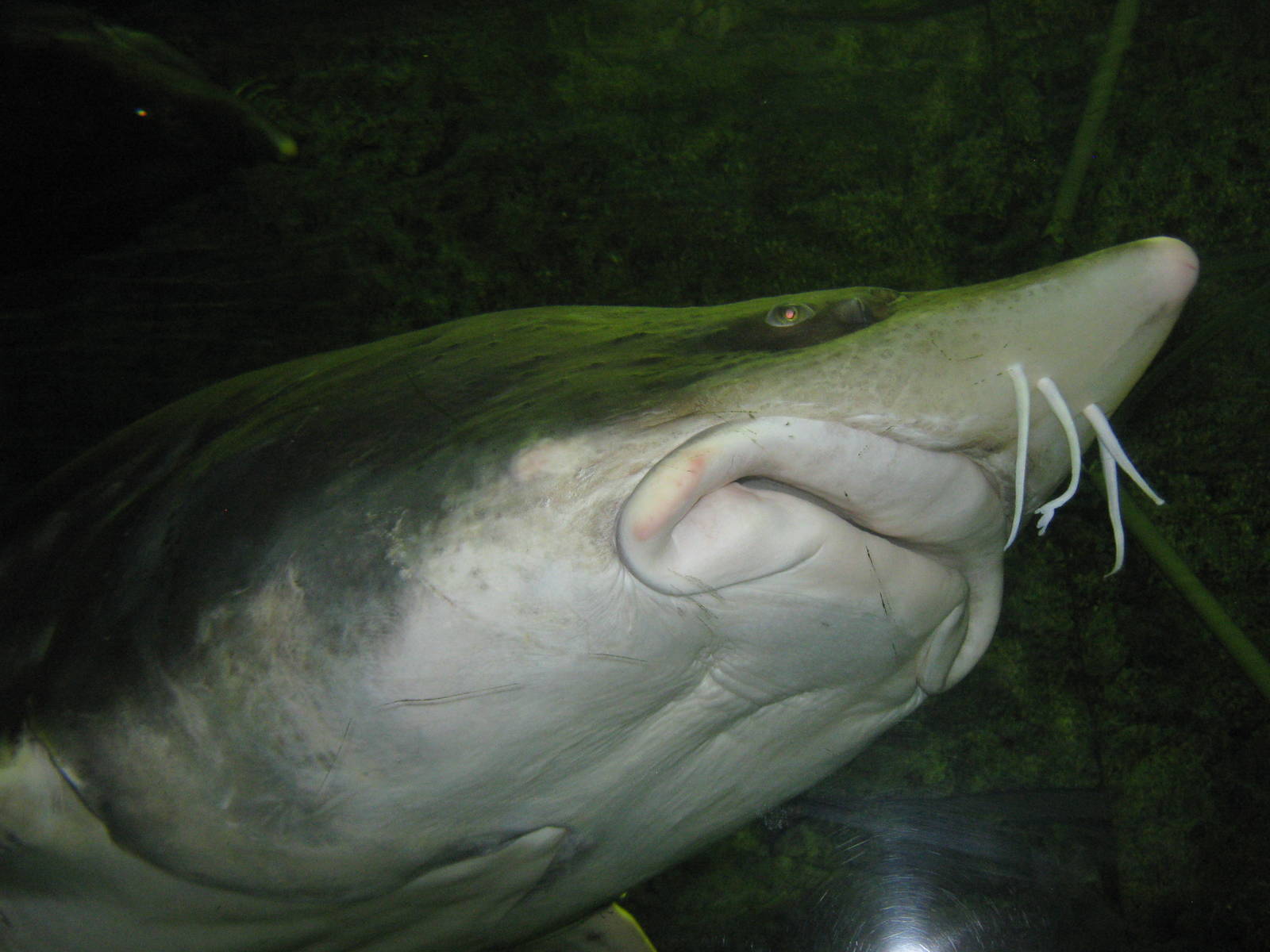 kaluga sturgeon (Huso dauricus)