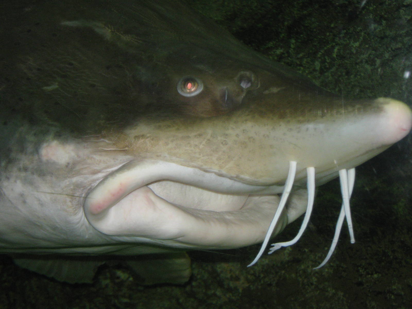 kaluga sturgeon (Huso dauricus)