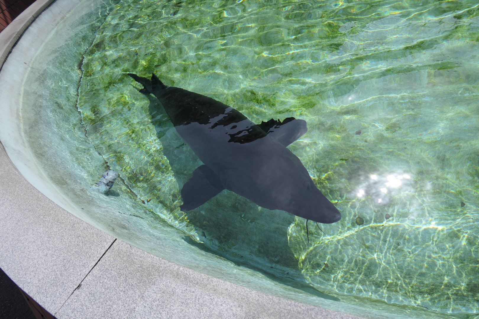 Kaluga Sturgeon (Sinosturio dauricus) - Uozu Aquarium