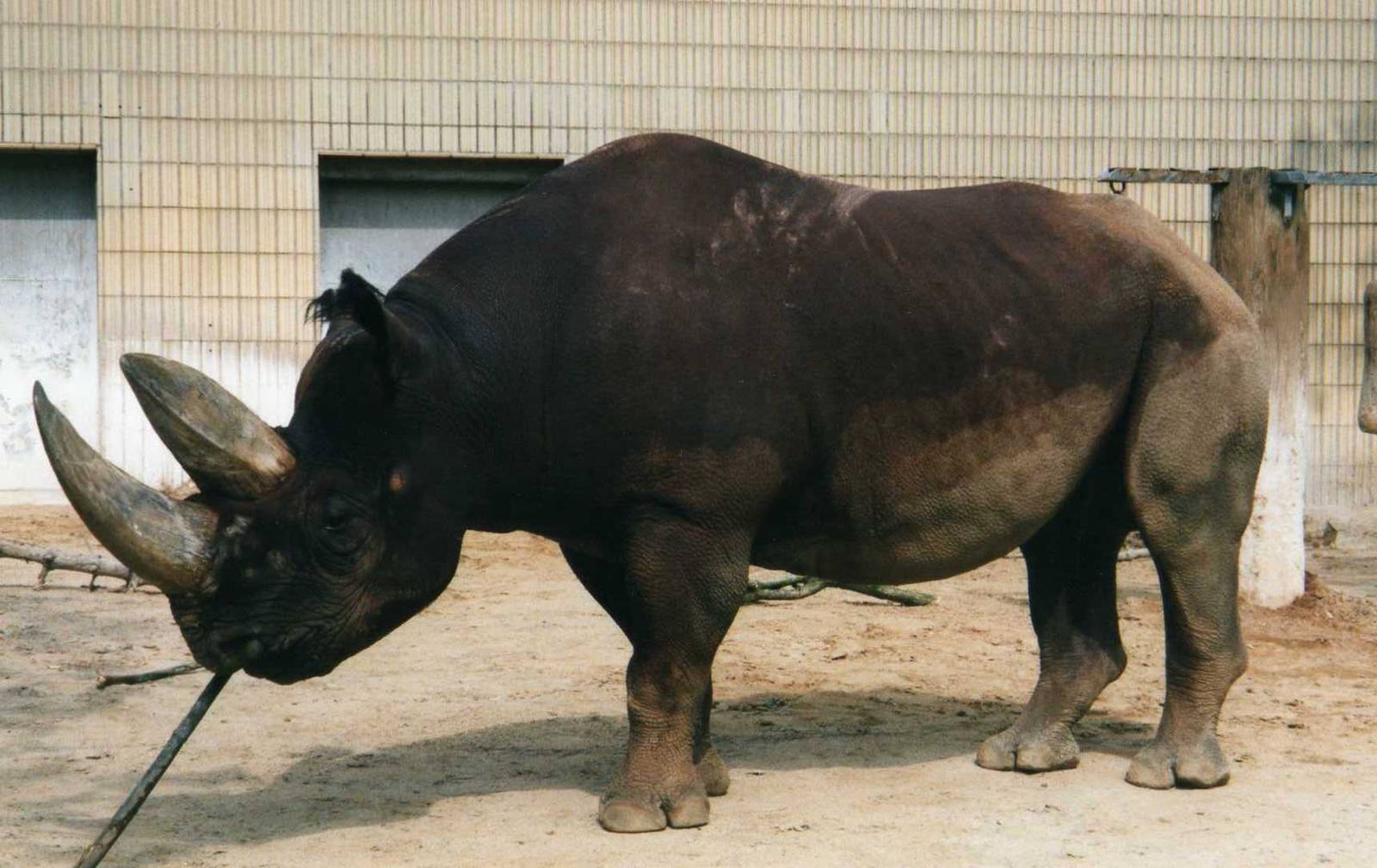 Kalusho,Rhino Breeding Bull