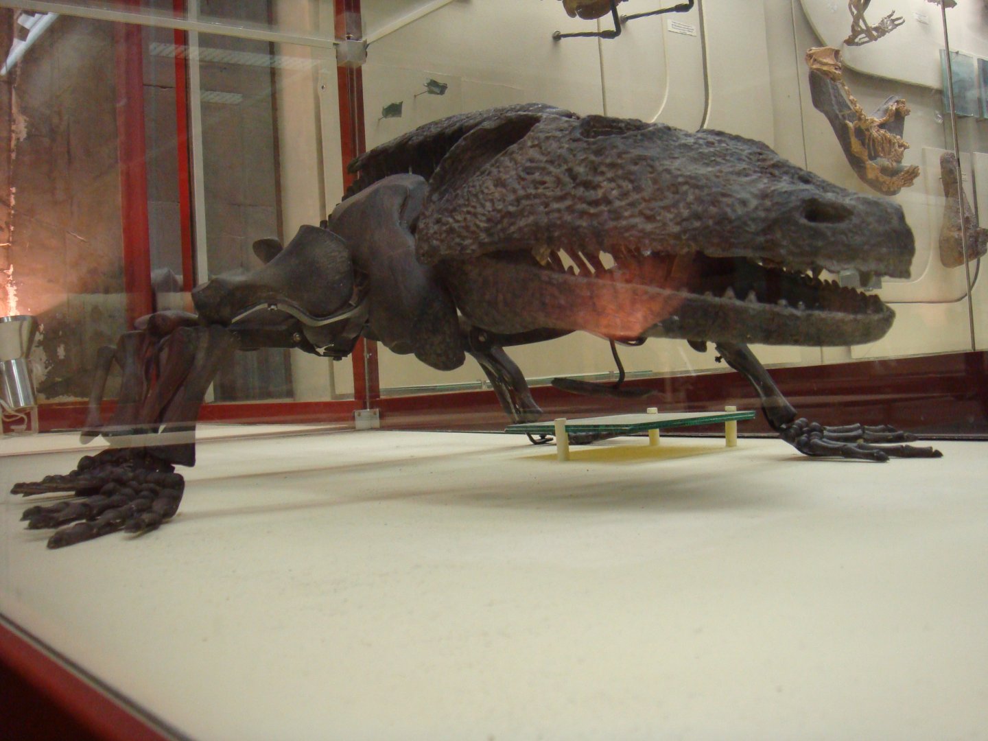 Kamacops acervalis skeleton (model)