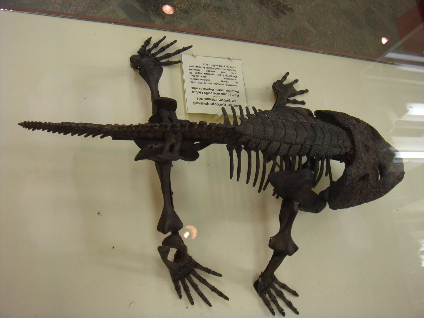 Kamacops acervalis skeleton (model)