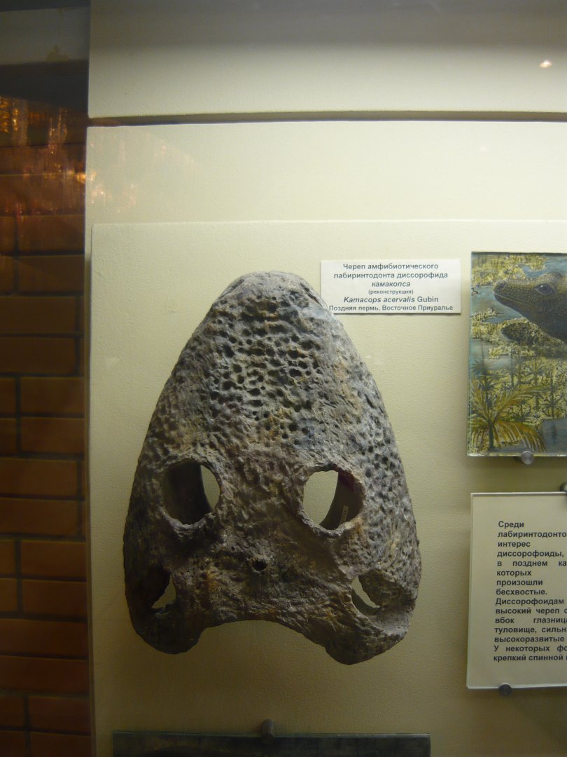 Kamacops acervalis skull (model)