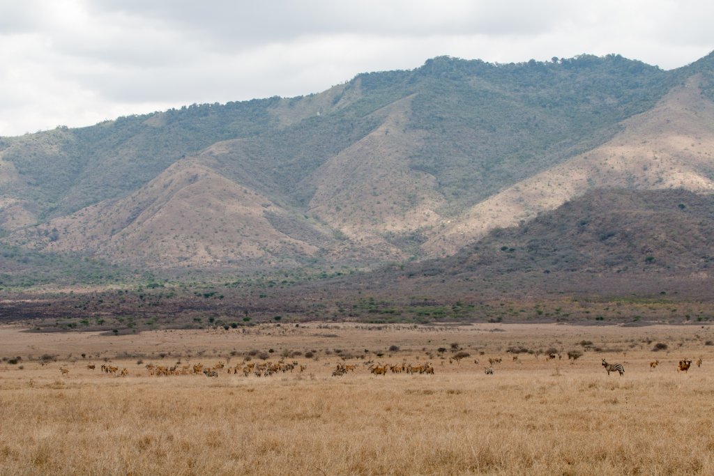 Kamakota Hills (with eland and zebra)