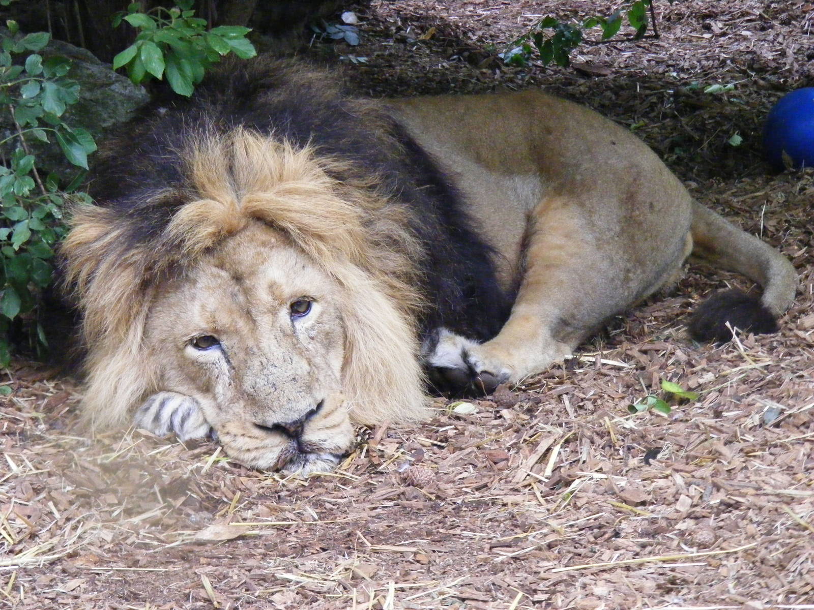 Kamal the Asiatic lion at Bristol Zoo, 1 August 2010