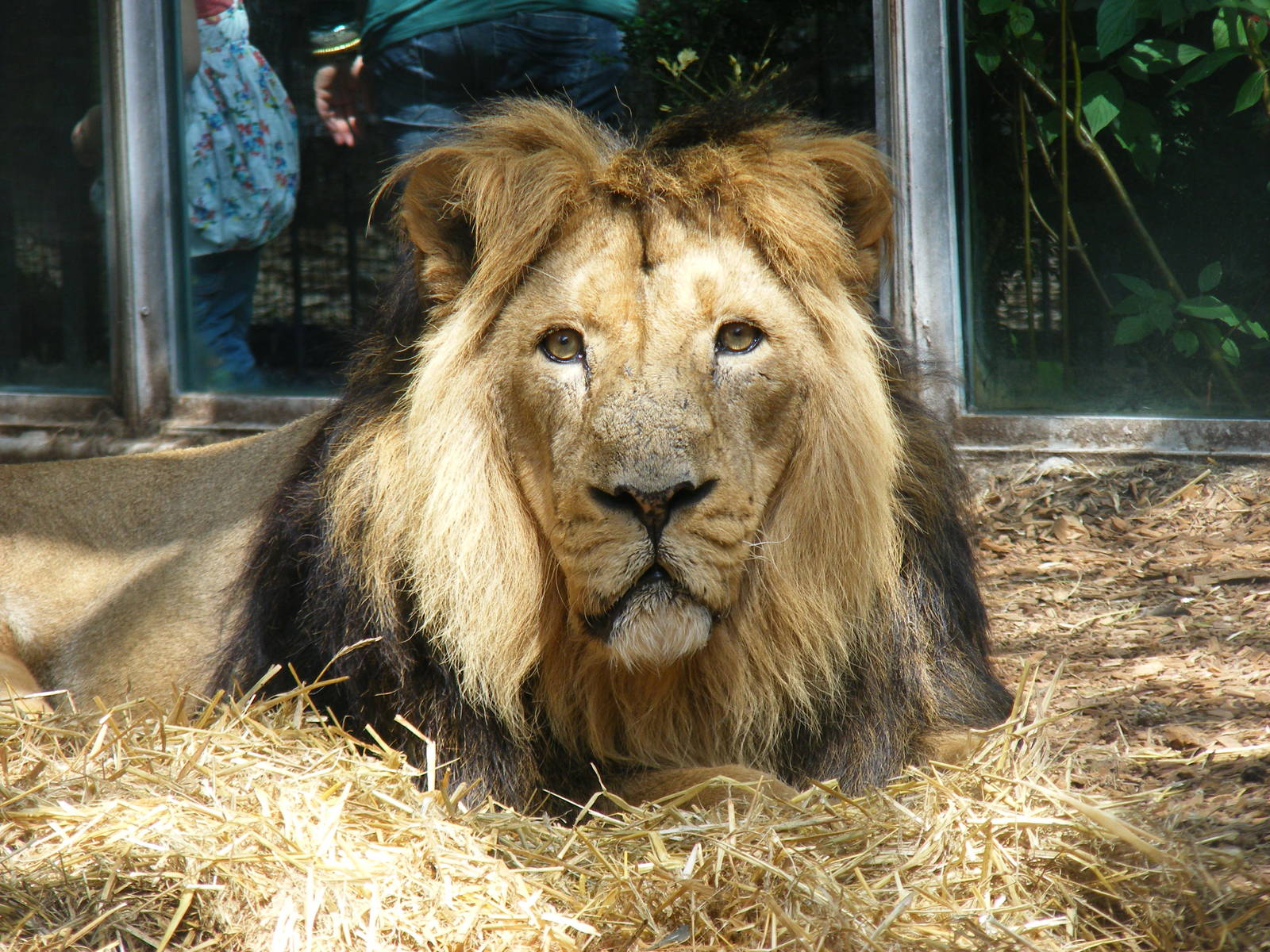 Kamal the Asiatic lion at Bristol Zoo, 1 August 2010