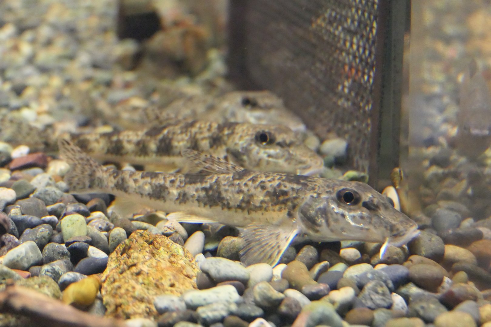 Kamatsuka (Pseudogobio esocinus species complex) - Lake Biwa Museum