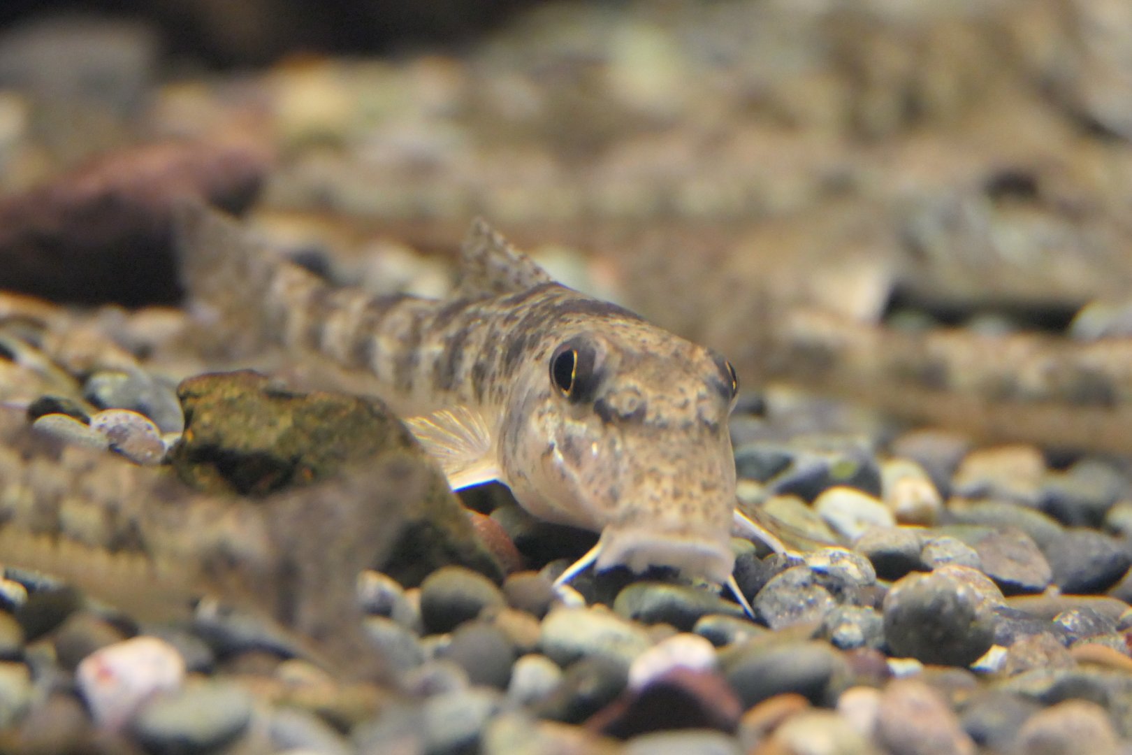 Kamatsuka (Pseudogobio esocinus species complex)  - Lake Biwa Museum