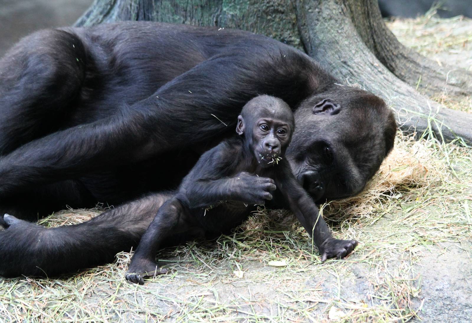 Kamba and 4-month-old Zachary - 1/24/16