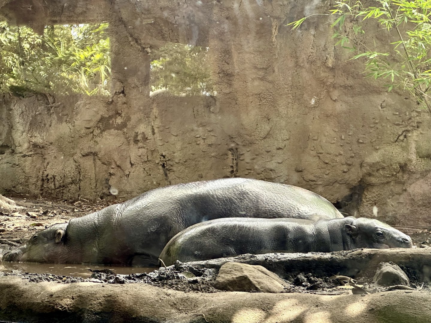Kambiri and Lololi (Pygmy Hippopotamus)