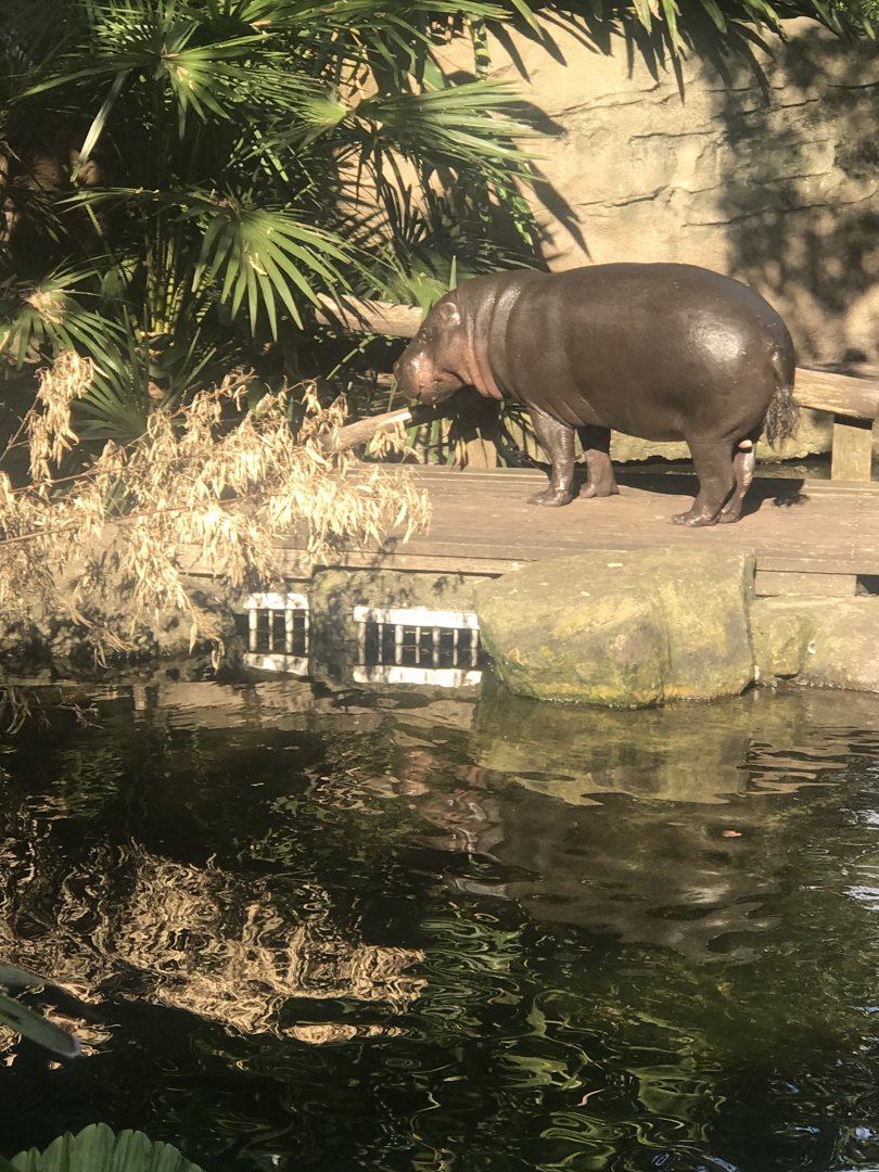 Kambiri the Pygmy Hippo