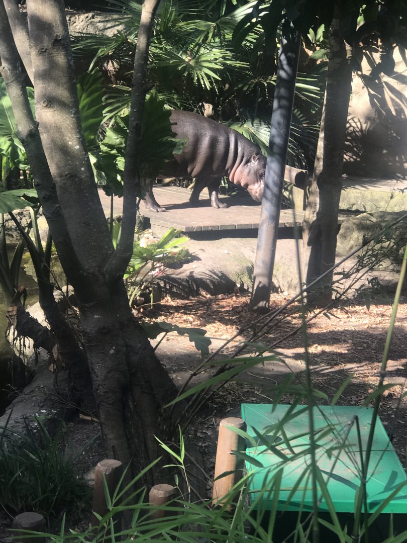 Kambiri the Pygmy Hippo