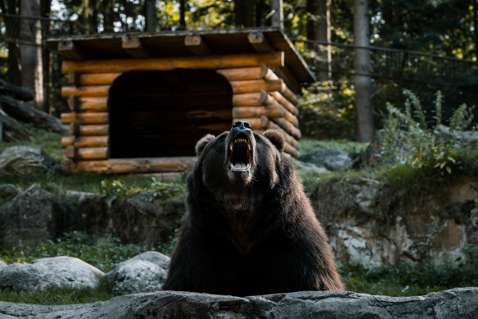 Kamchak Bear catching food