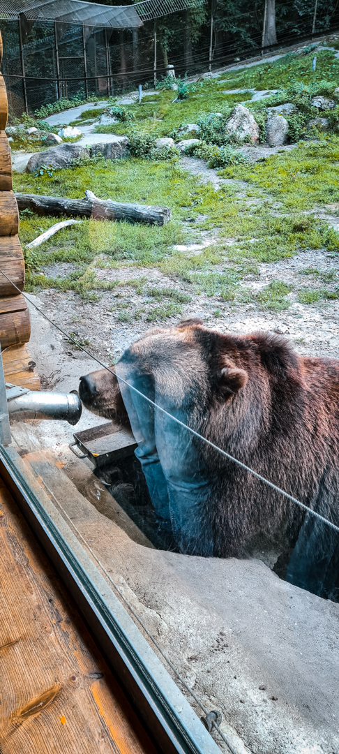 Kamchak Bear waiting for food
