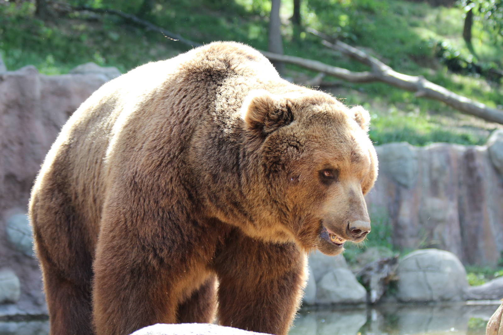 Kamchatka Bear - Brno Zoo, July 2013