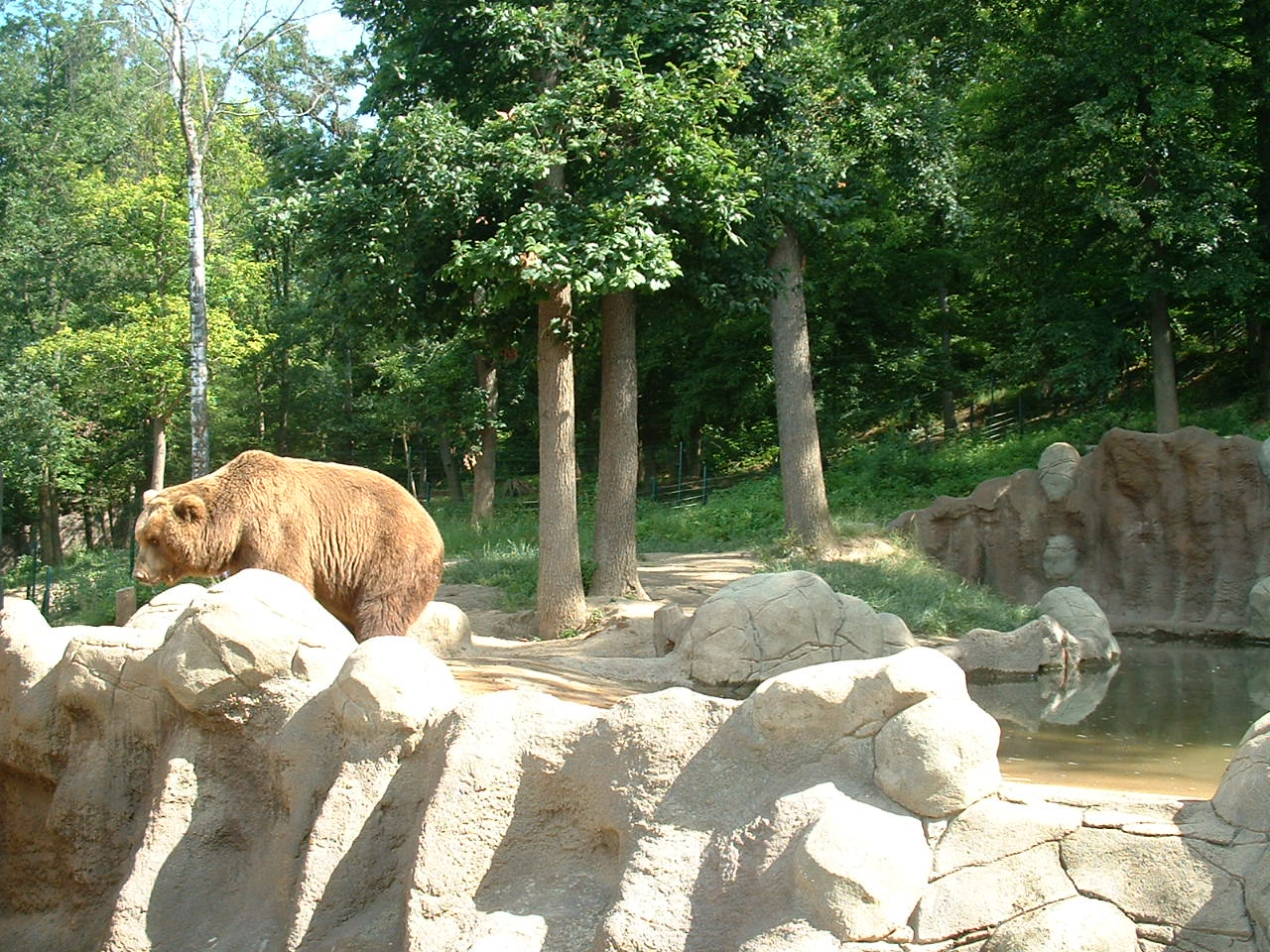 Kamchatka Bear Enclosure - Brno Zoo, July 2013