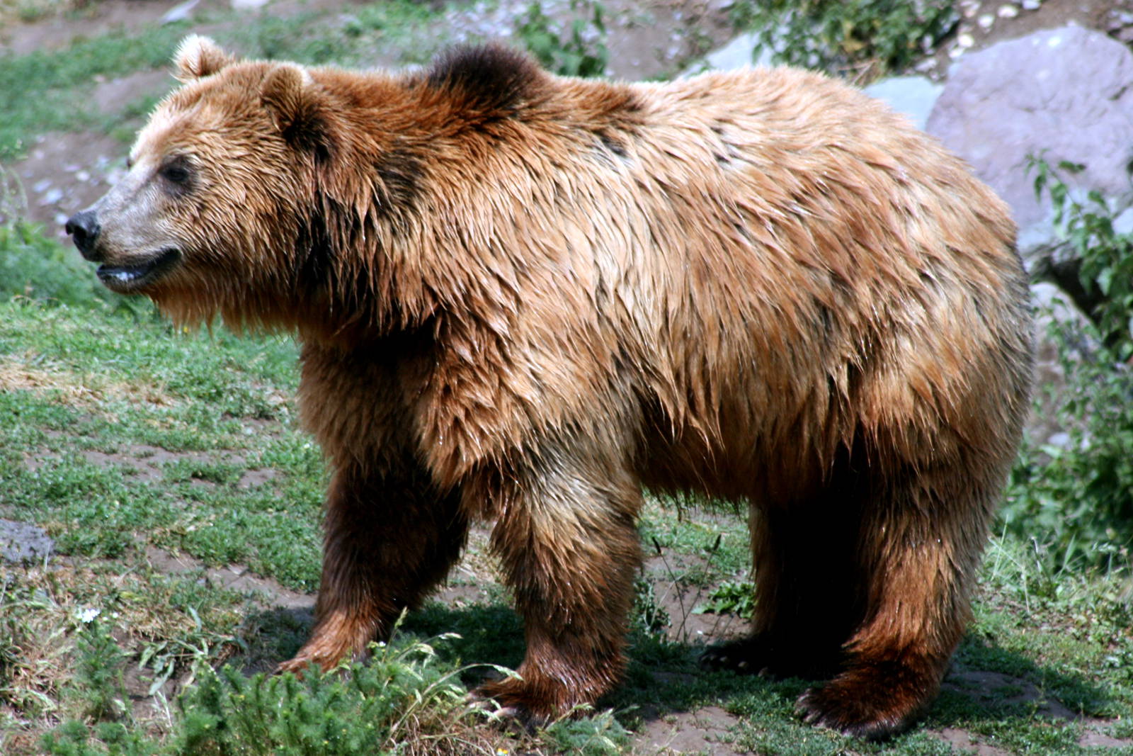 Kamchatka bear; ZOOM; 27th May 2011