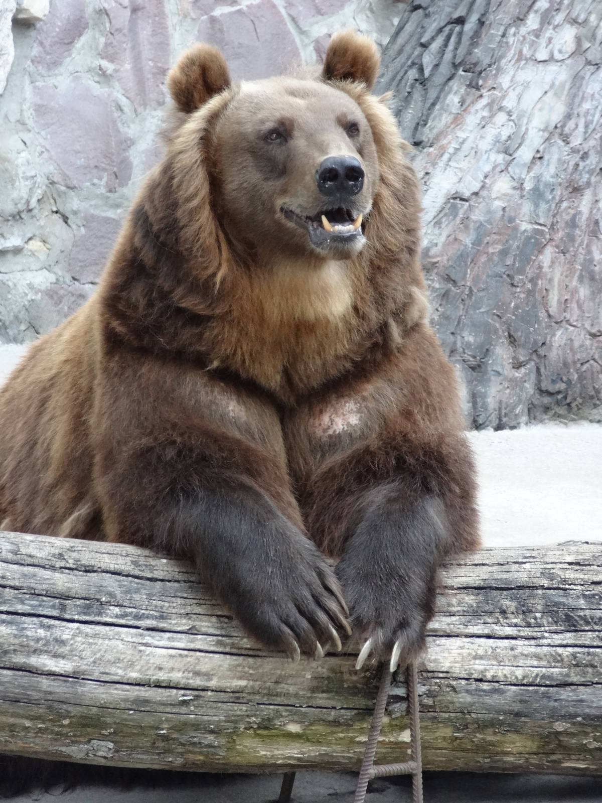 Kamchatka bear