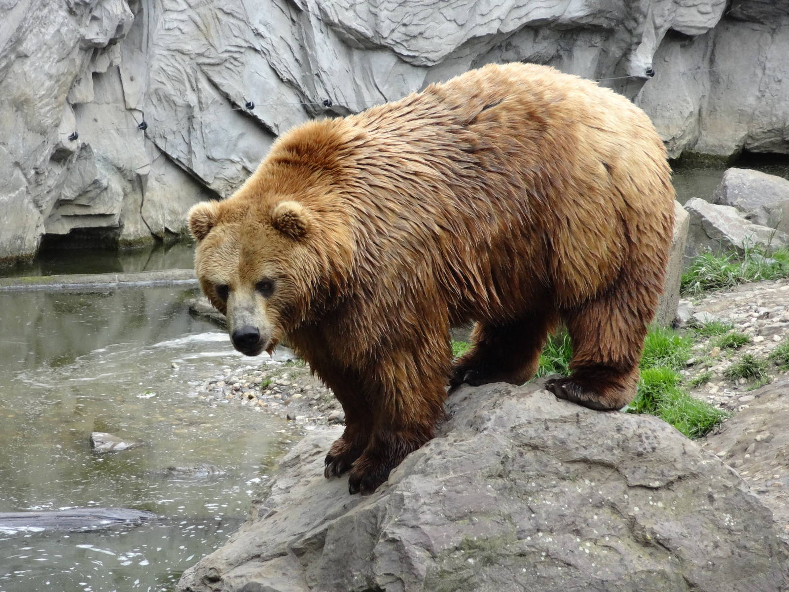 Kamchatka bear