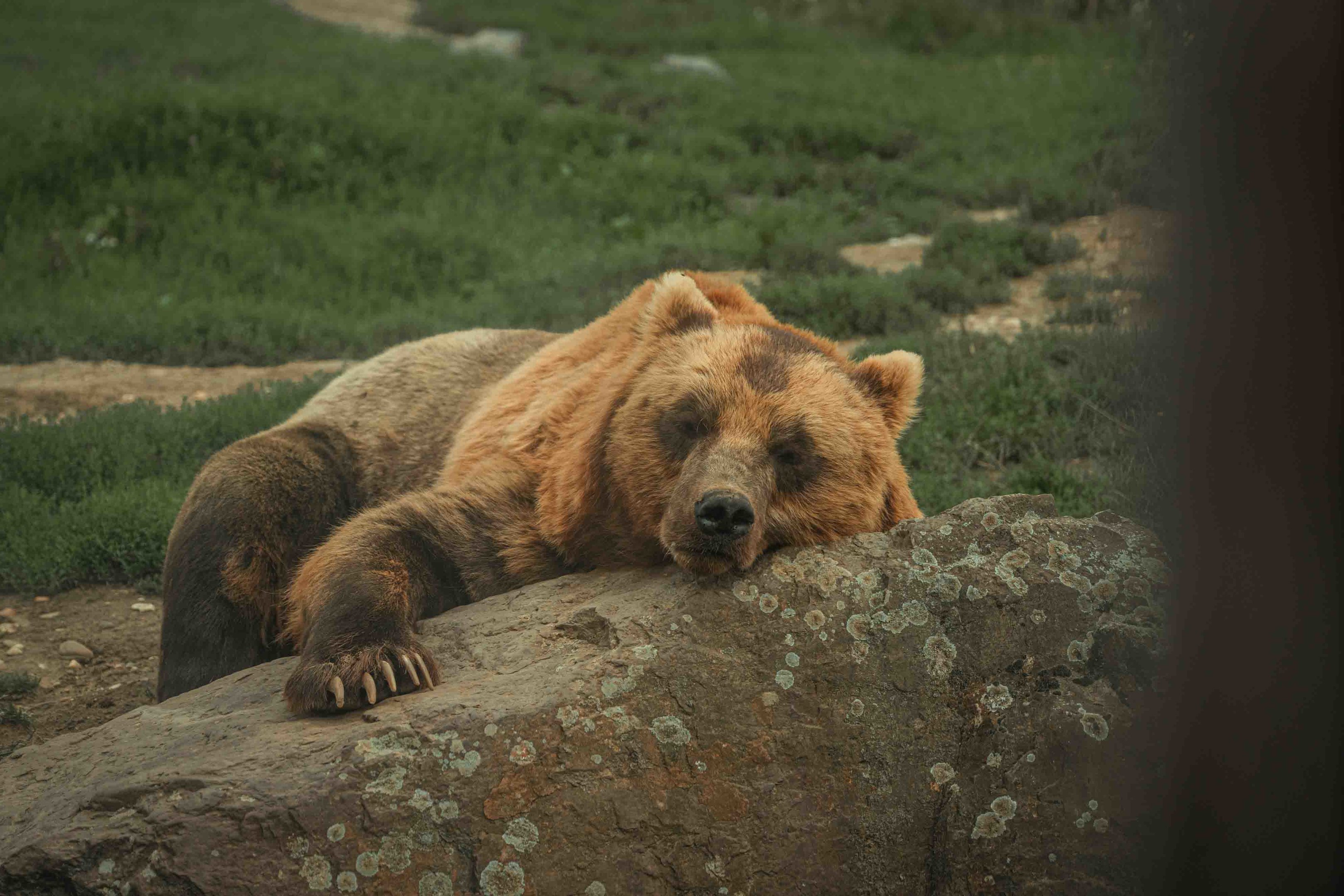 Kamchatka Bear