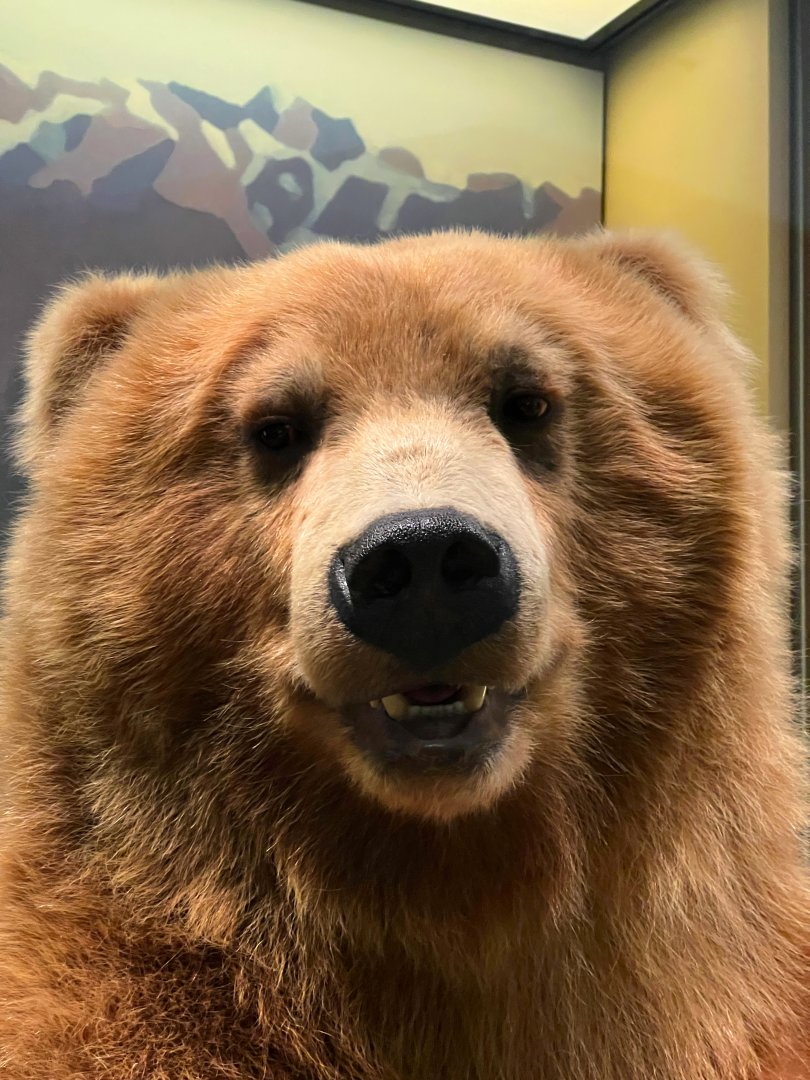 Kamchatka Brown Bear Closeup