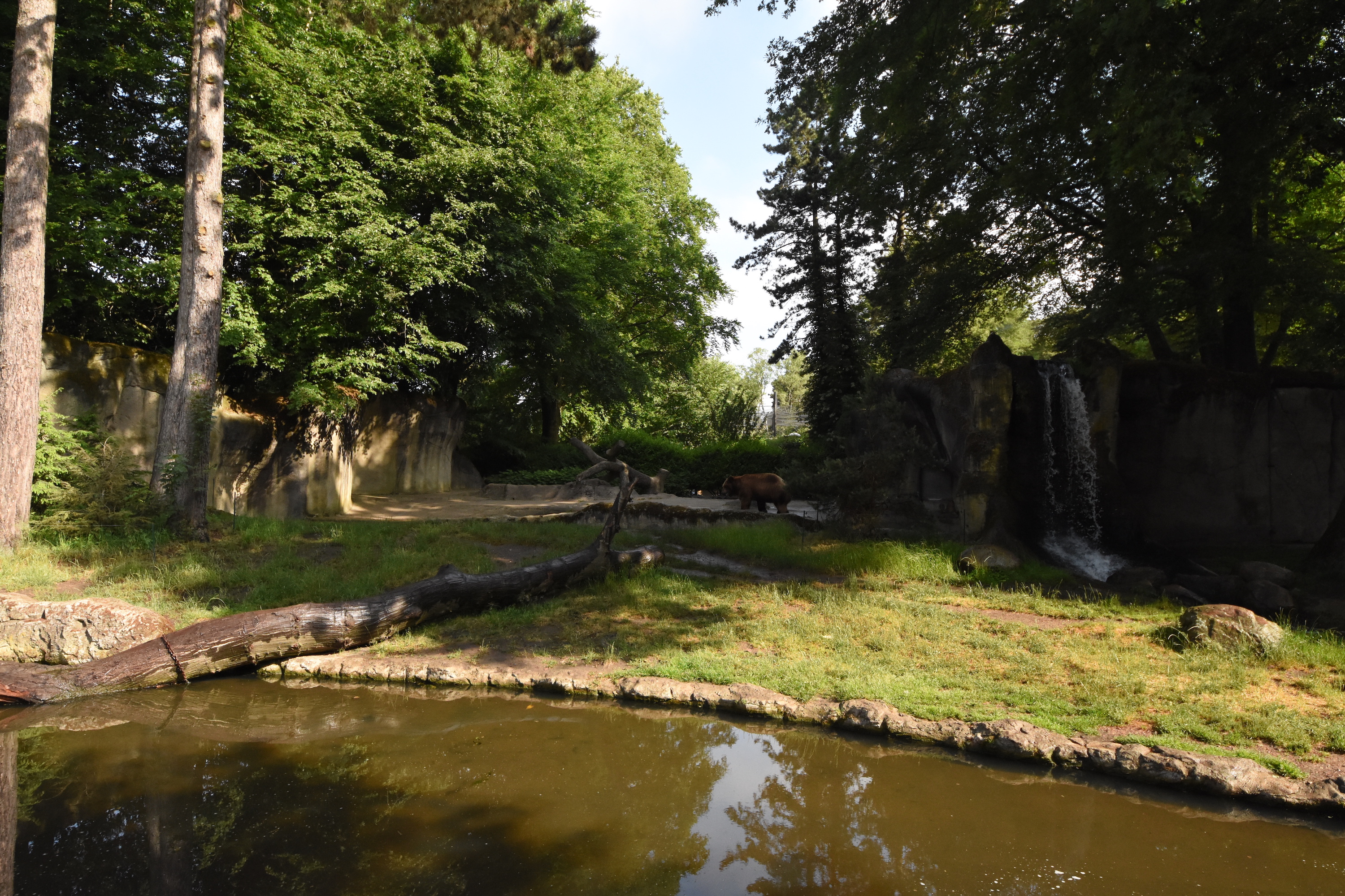Kamchatka brown bear enclosure