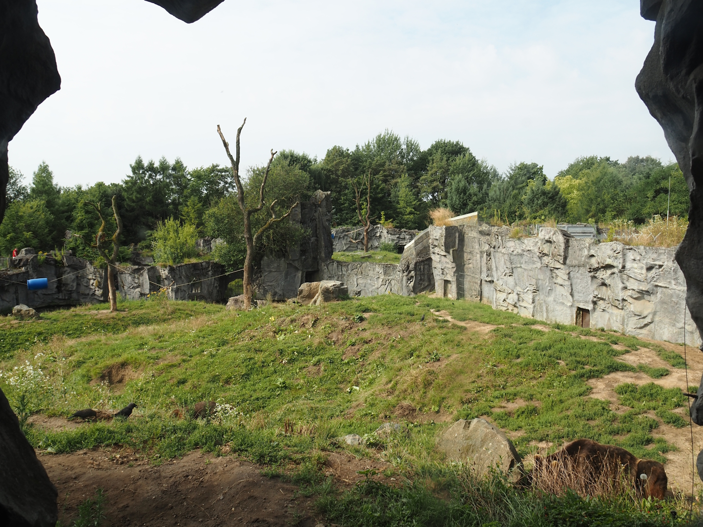 Kamchatka brown bear exhibit, 2024-08-05