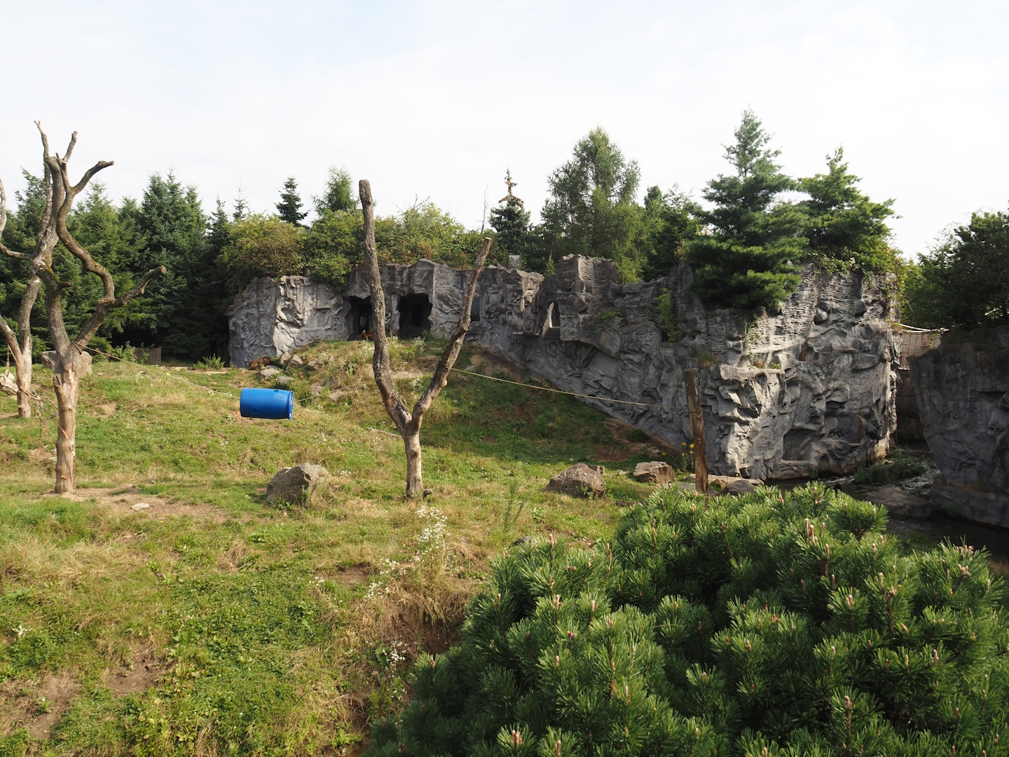 Kamchatka brown bear exhibit, 2024-08-05