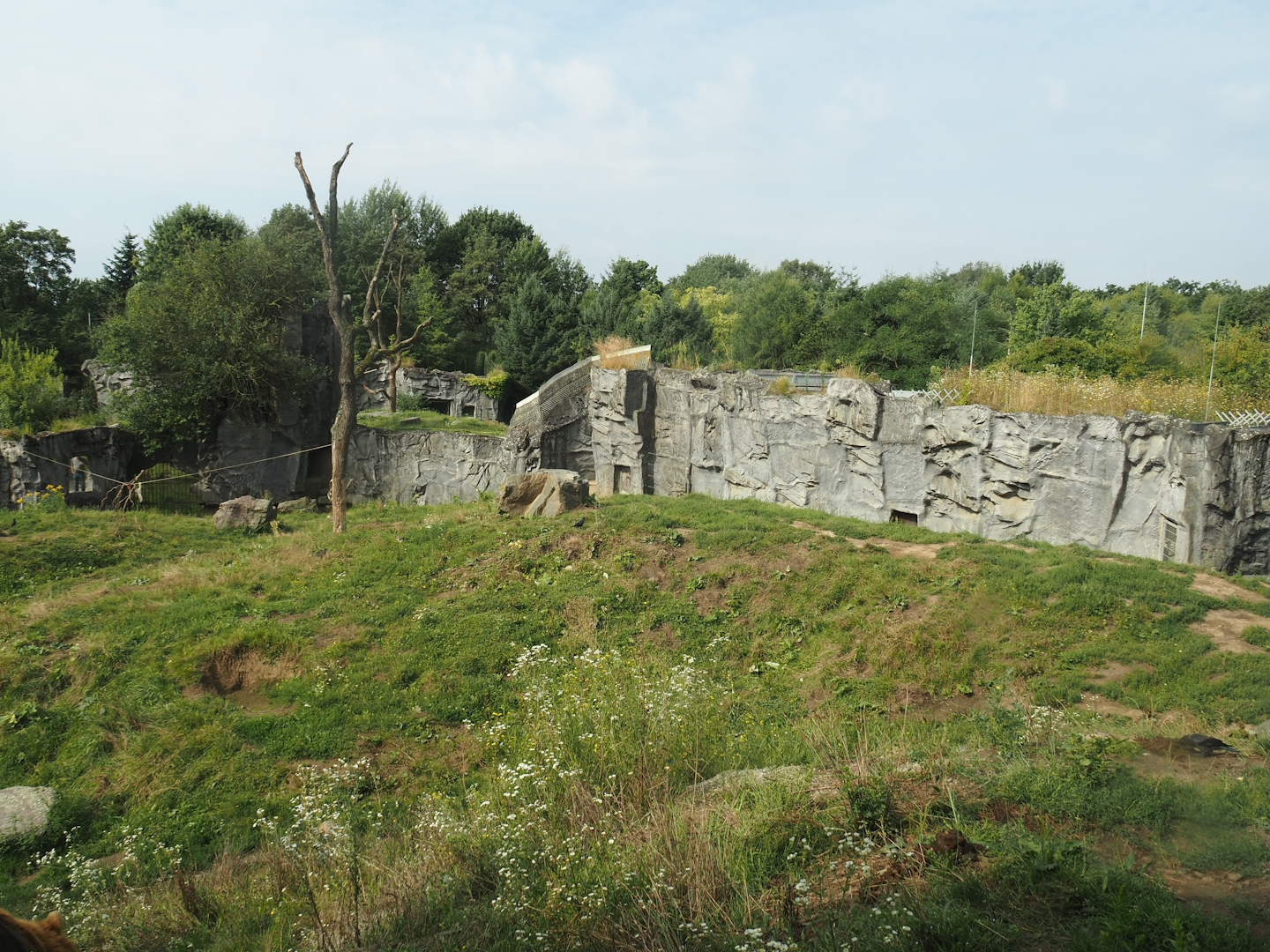 Kamchatka brown bear exhibit, 2024-08-05