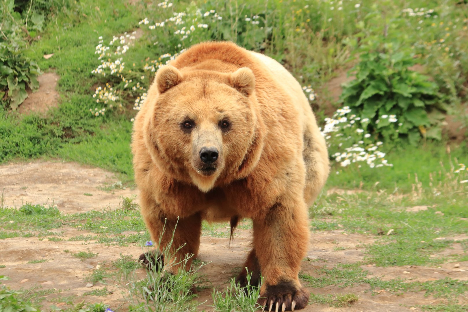 Kamchatka brown bear (July 2020)
