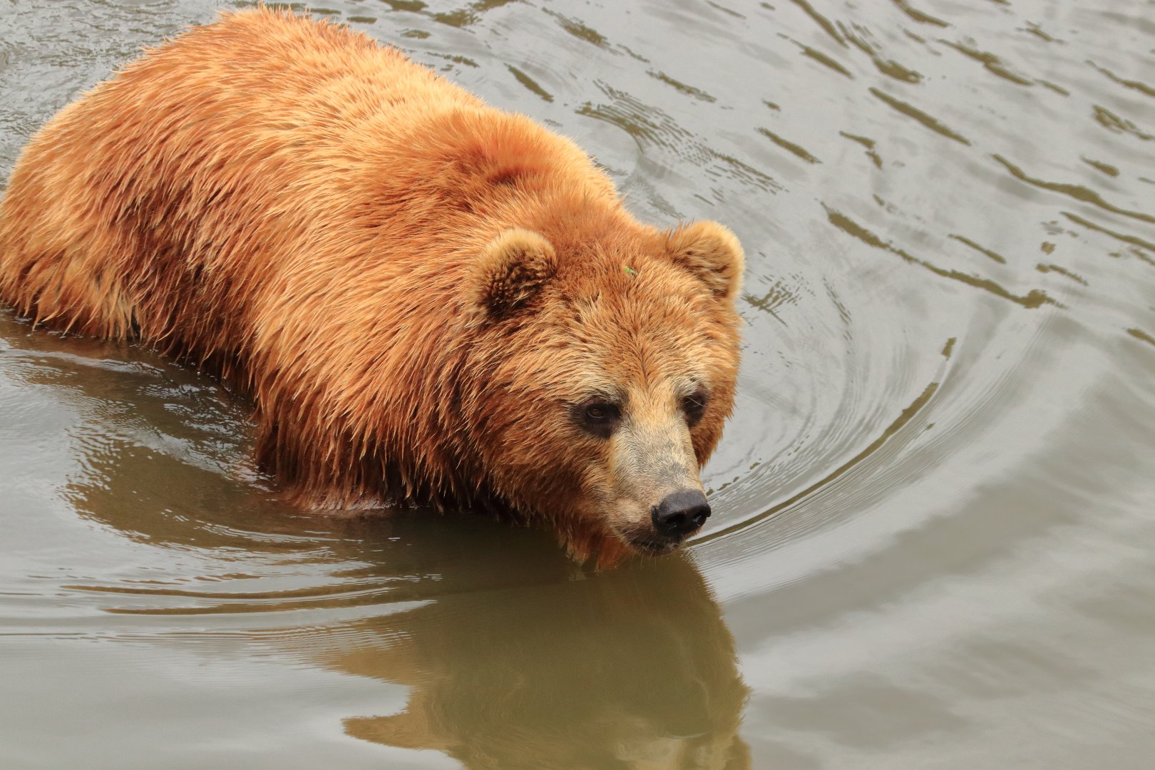 Kamchatka brown bear (July 2020)