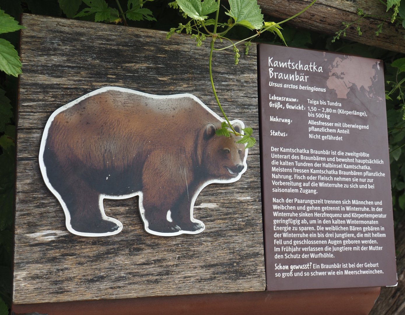Kamchatka brown bear signage, 2024-08-05