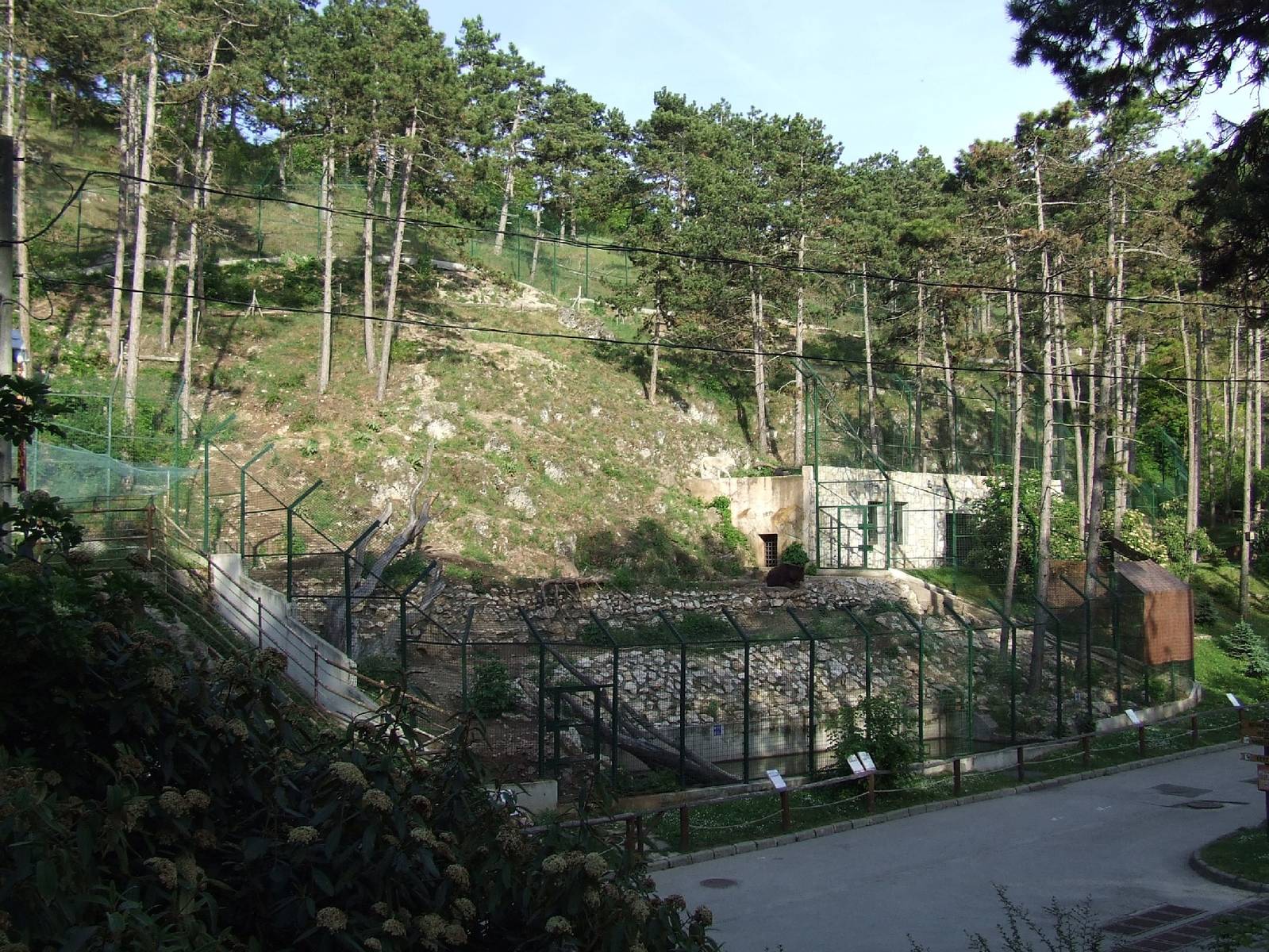 Kamchatka brown bear & Tundra wolf mixed exhibit @ Veszprem Zoo