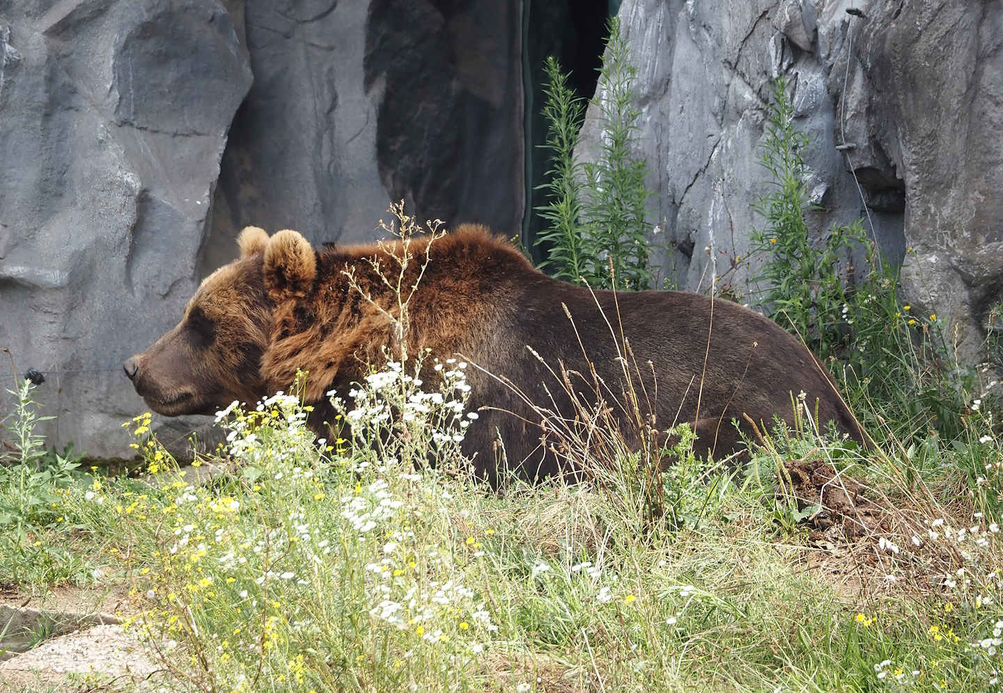 Kamchatka brown bear (Ursus arctos beringianus), 2024-08-05