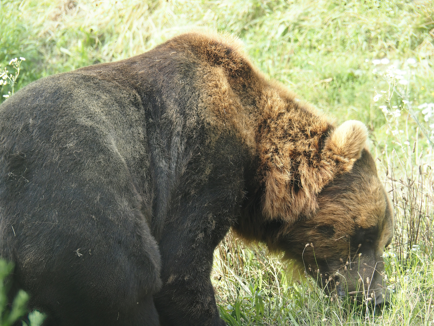 Kamchatka brown bear (Ursus arctos beringianus), 2024-08-05