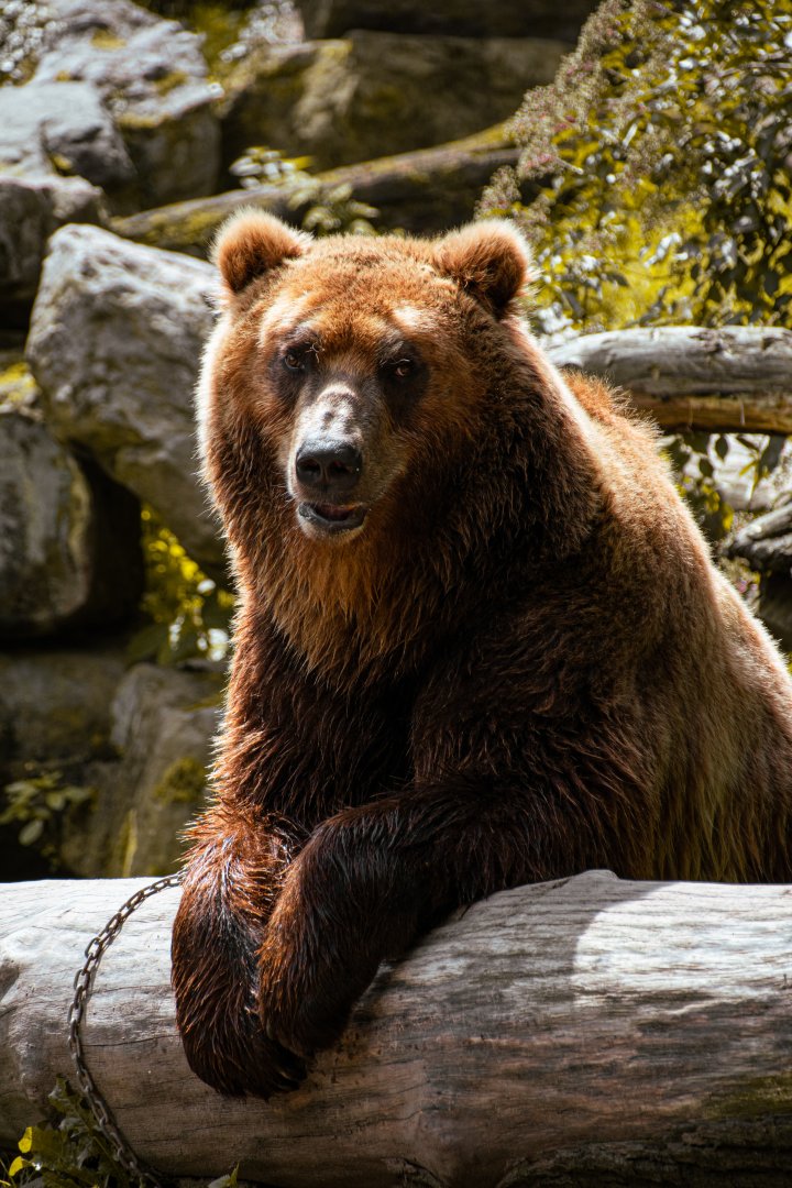 Kamchatka brown bear (Ursus arctos beringianus)