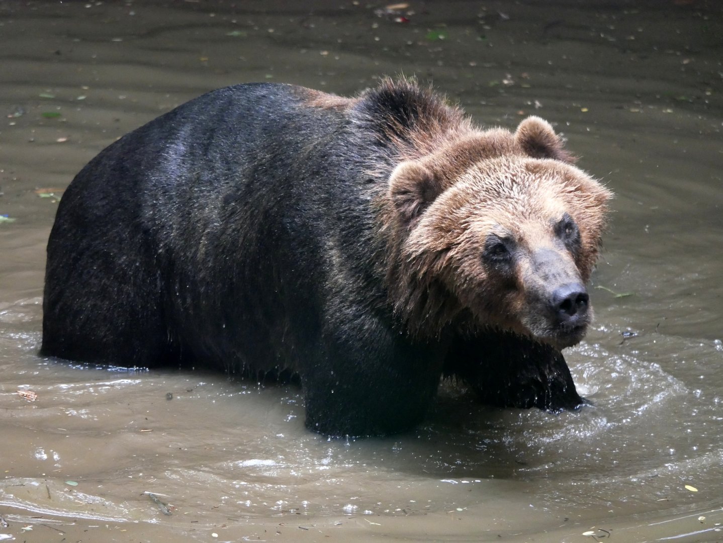 Kamchatka brown bear (Ursus arctos beringianus)