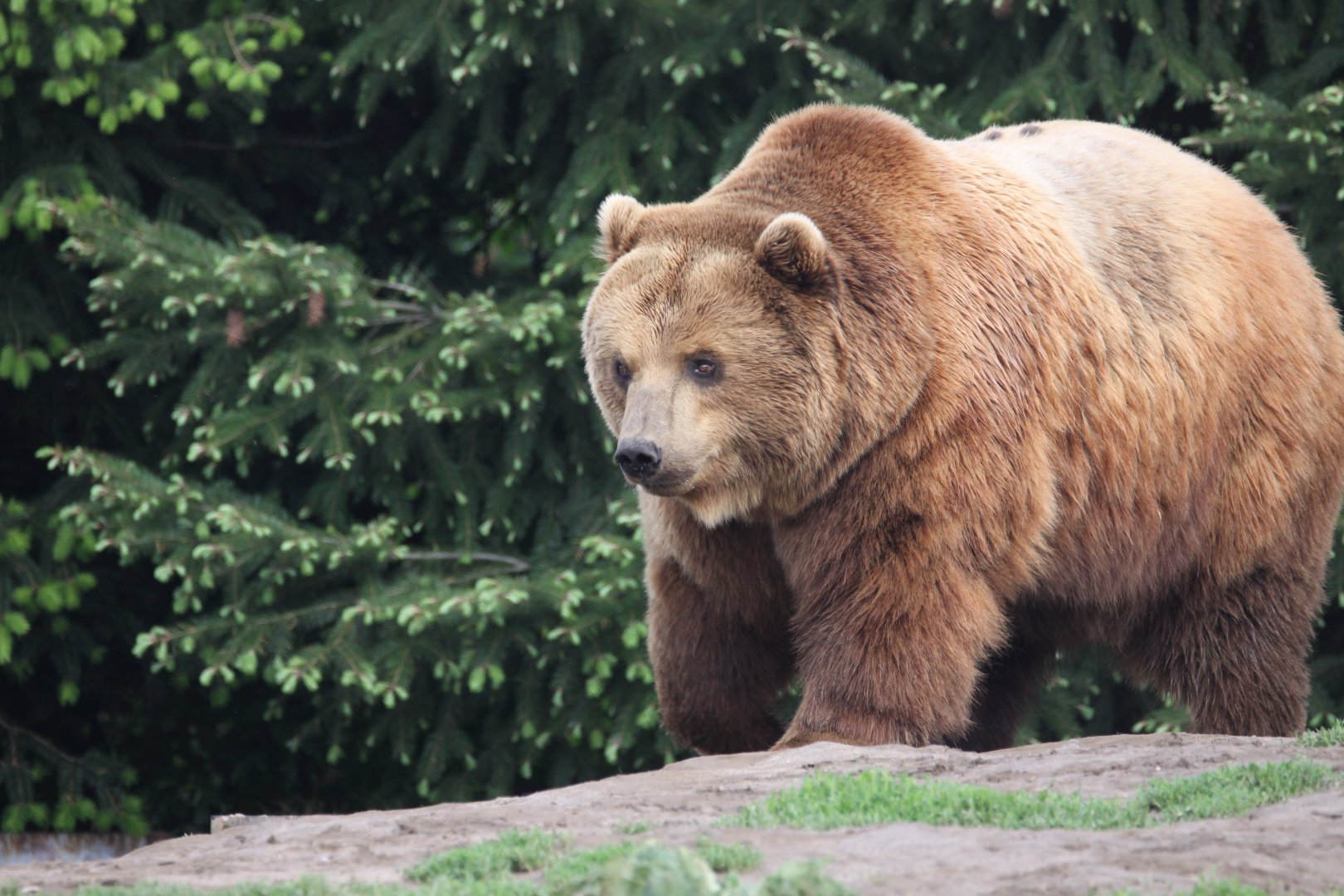 Kamchatka brown bear
