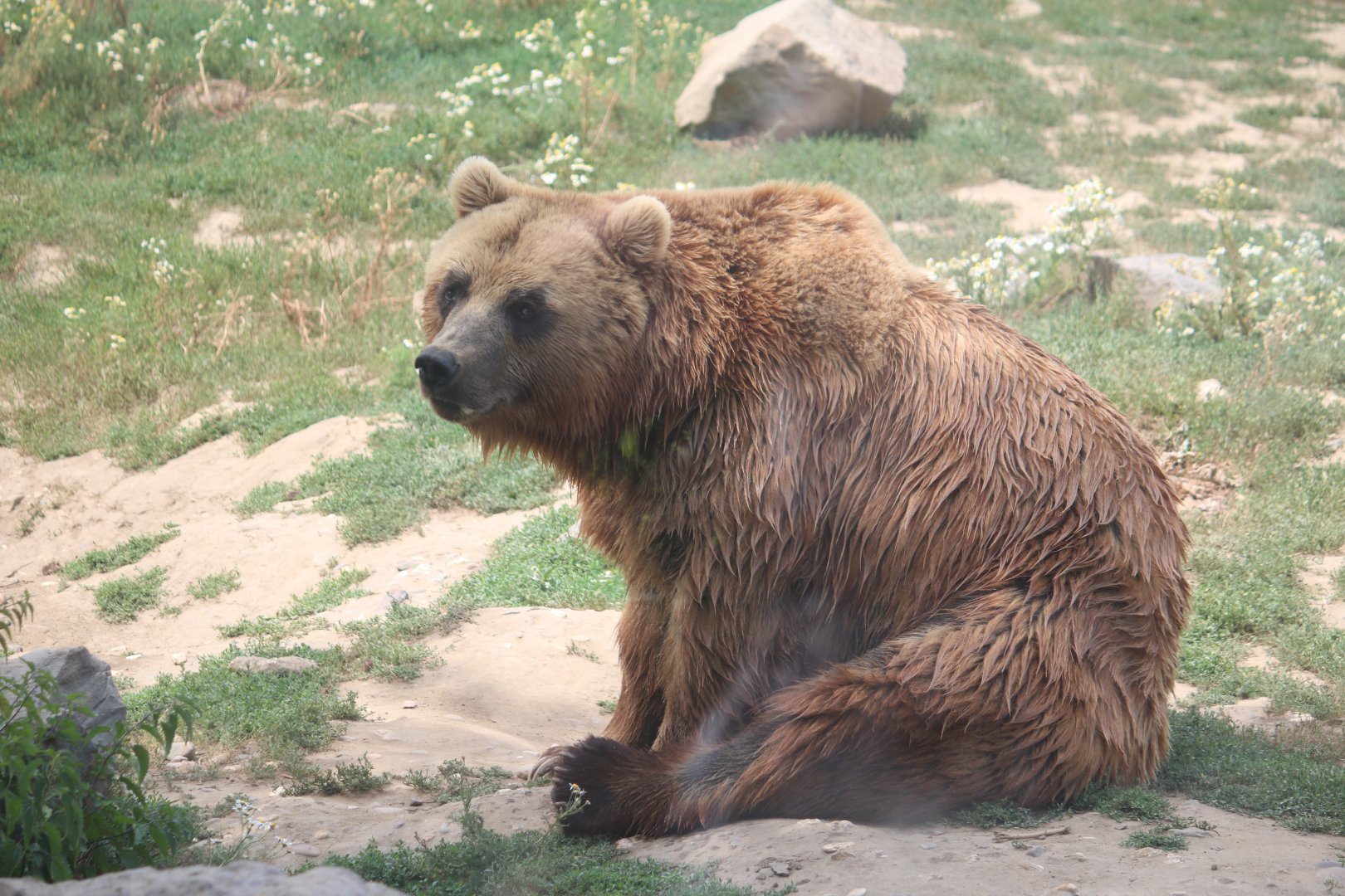 Kamchatka brown bear