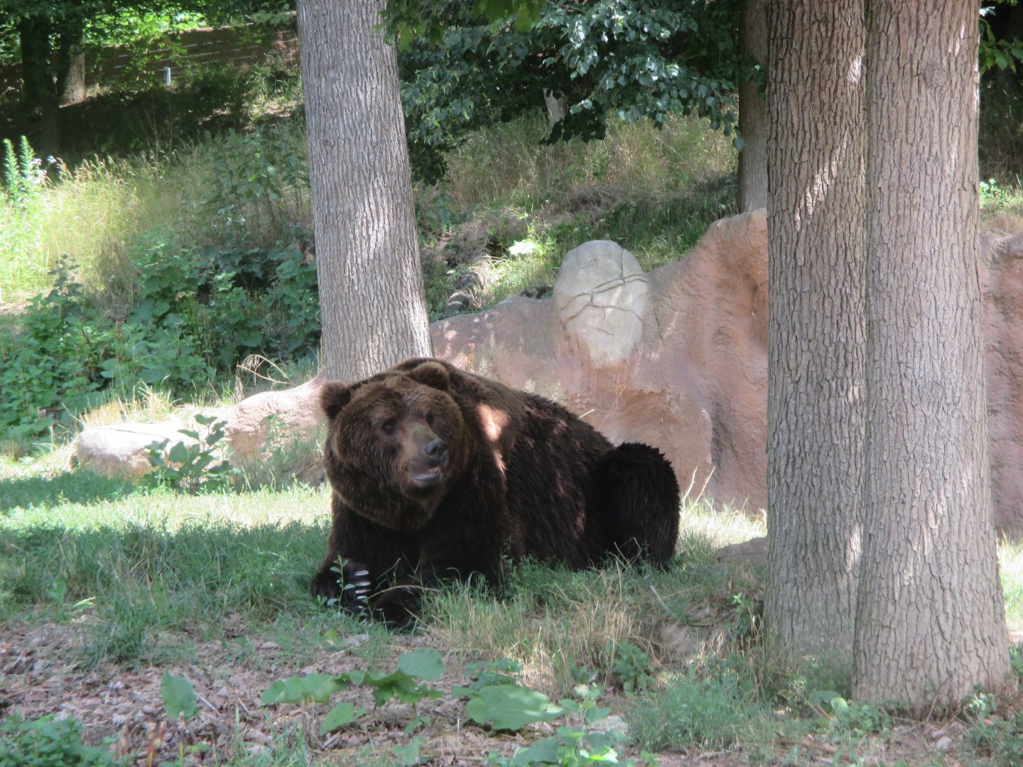 Kamchatka brown bear